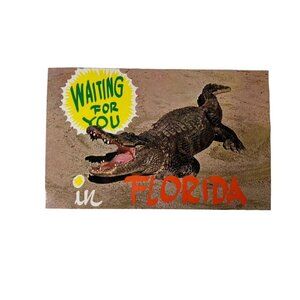 Vintage Postcard Postcard Florida Alligator Waiting for You u